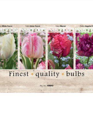 Showbox Tulipa 106642