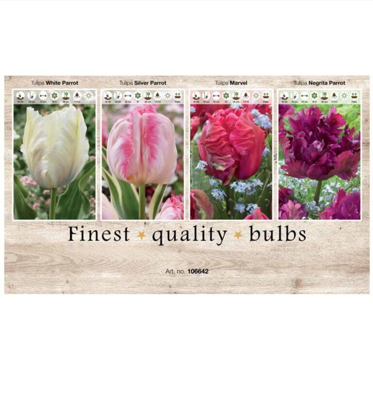Showbox Tulipa 106642