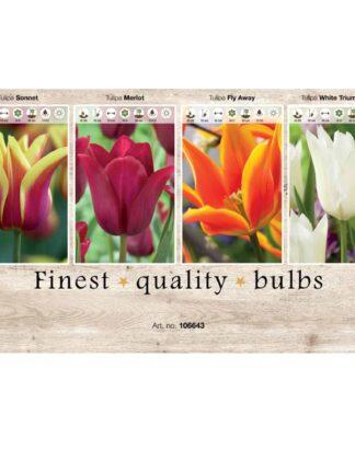 Showbox Tulipa 106643
