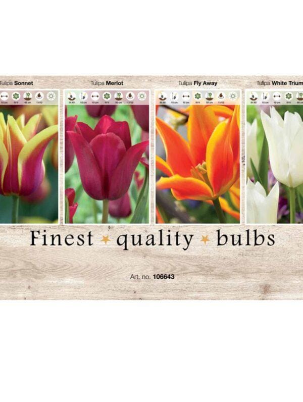 Showbox Tulipa 106643