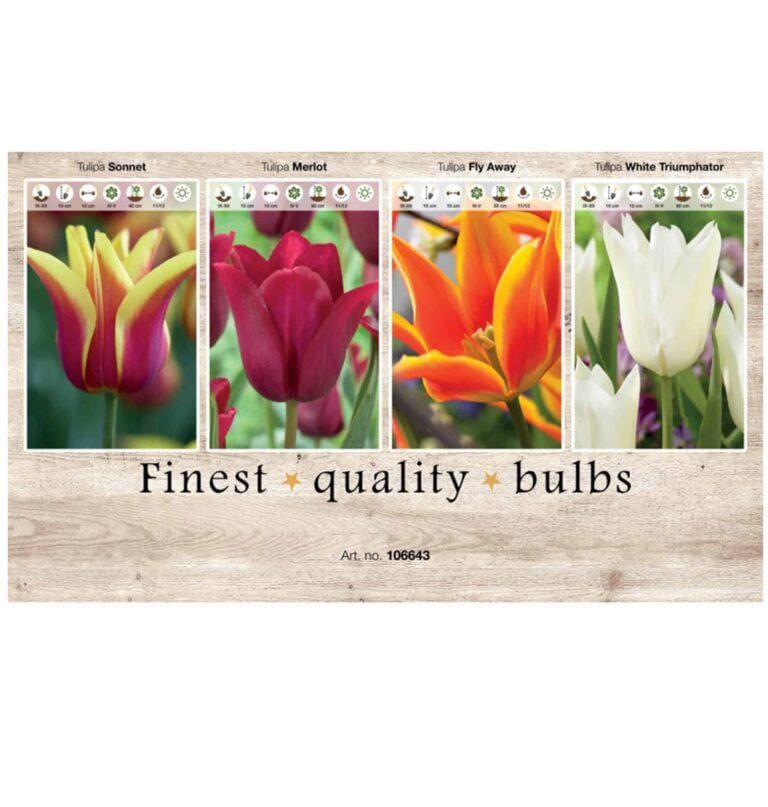 Showbox Tulipa 106643