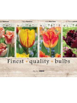 Showbox Tulipa 106646