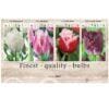 Showbox Tulipa 106647