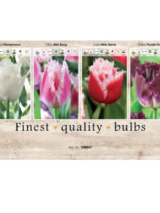 Showbox Tulipa 106647