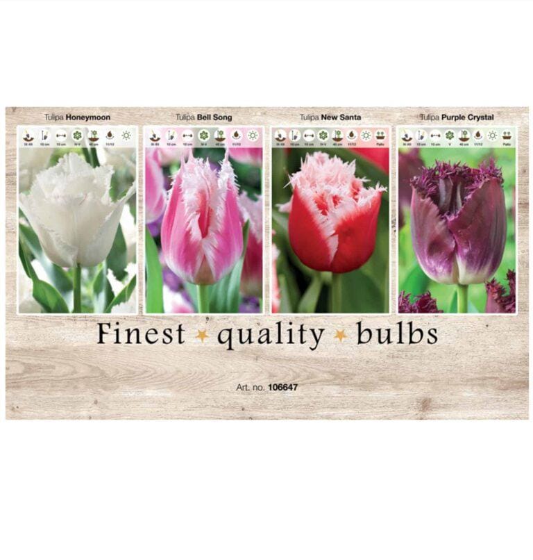 Showbox Tulipa 106647