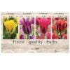 Showbox Tulipa 106648