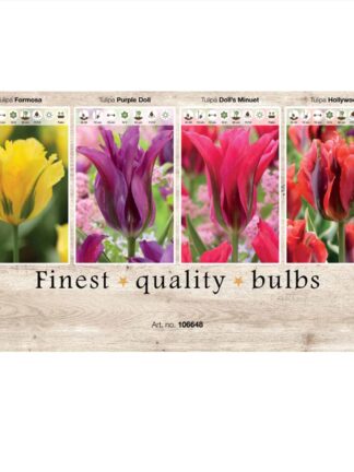 Showbox Tulipa 106648