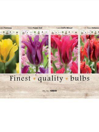 Showbox Tulipa 106648