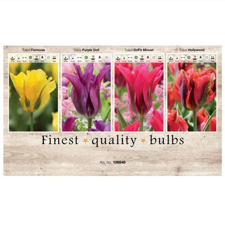 Showbox Tulipa 106648