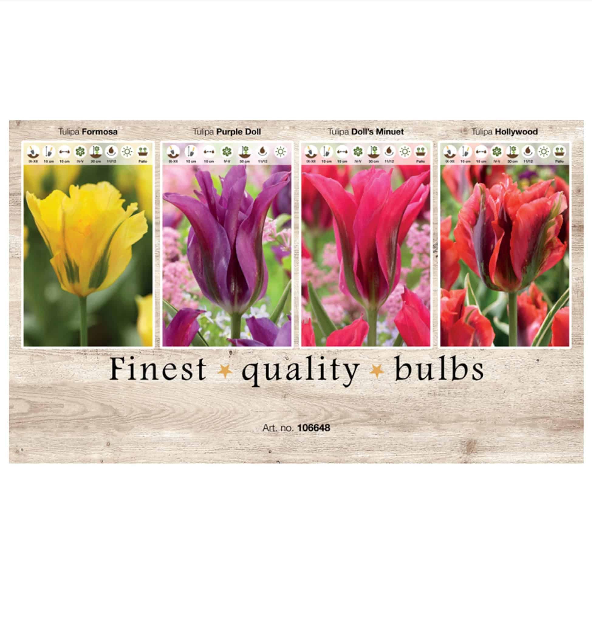 Showbox Tulipa 106648