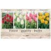 Showbox Tulipa 106650