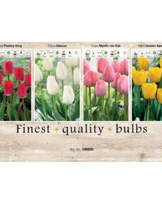 Showbox Tulipa 106650
