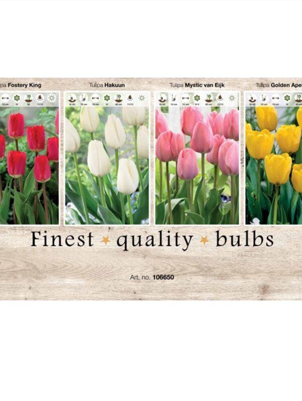 Showbox Tulipa 106650