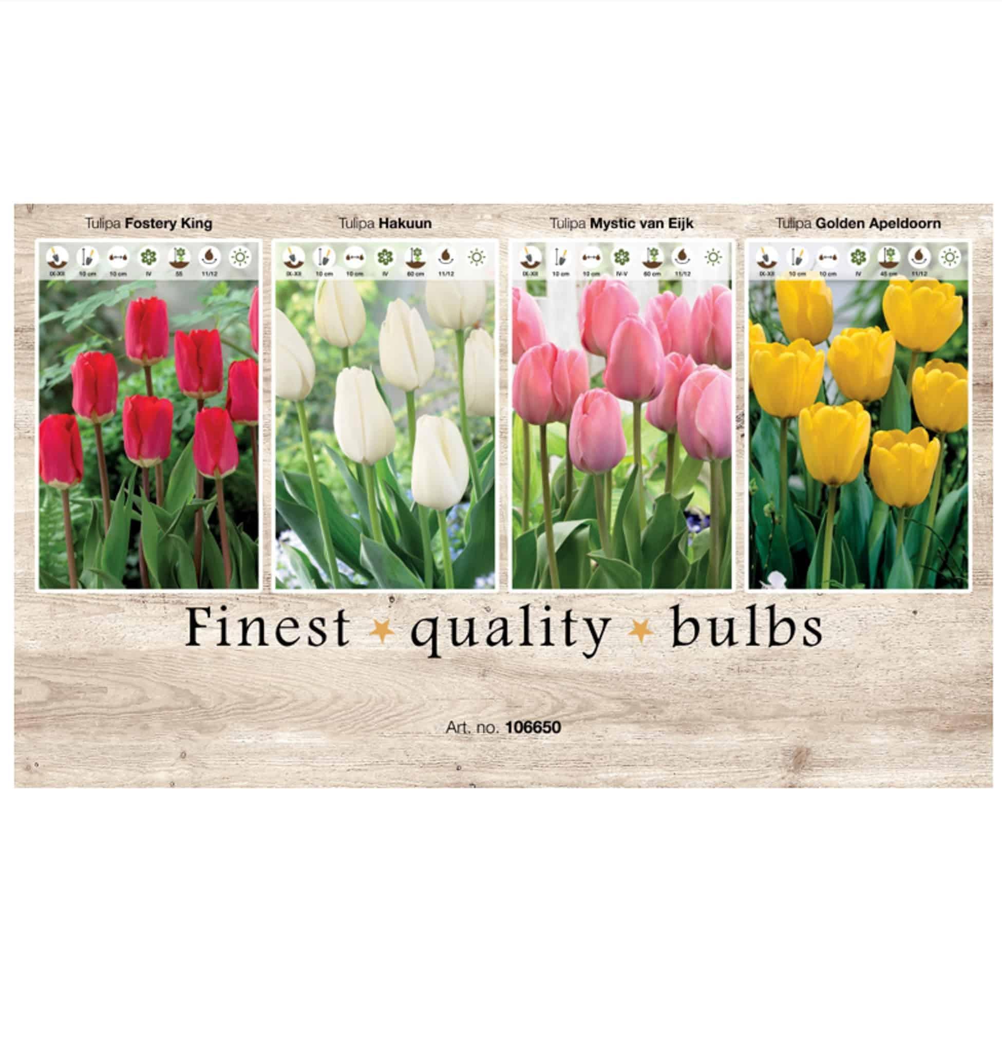 Showbox Tulipa 106650