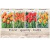 Showbox Tulipa 106651