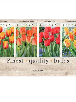 Showbox Tulipa 106651