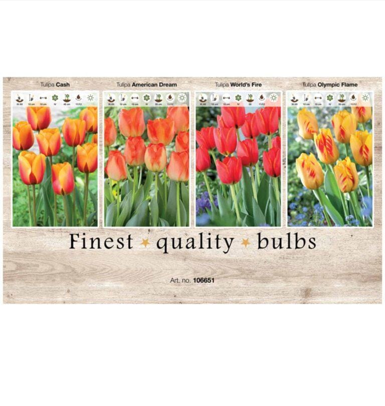 Showbox Tulipa 106651