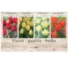 Showbox Tulipa 106652