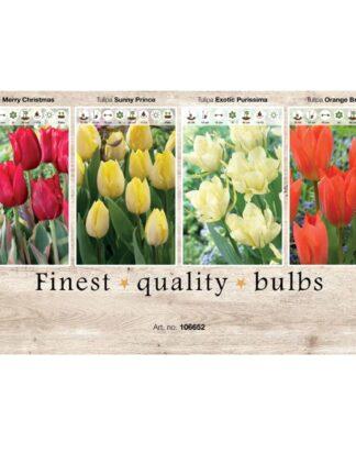 Showbox Tulipa 106652
