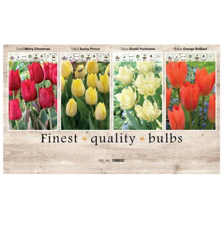 Showbox Tulipa 106652