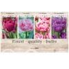 Showbox Tulipa 106655