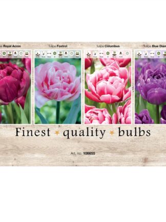Showbox Tulipa 106655