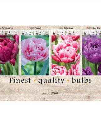 Showbox Tulipa 106655