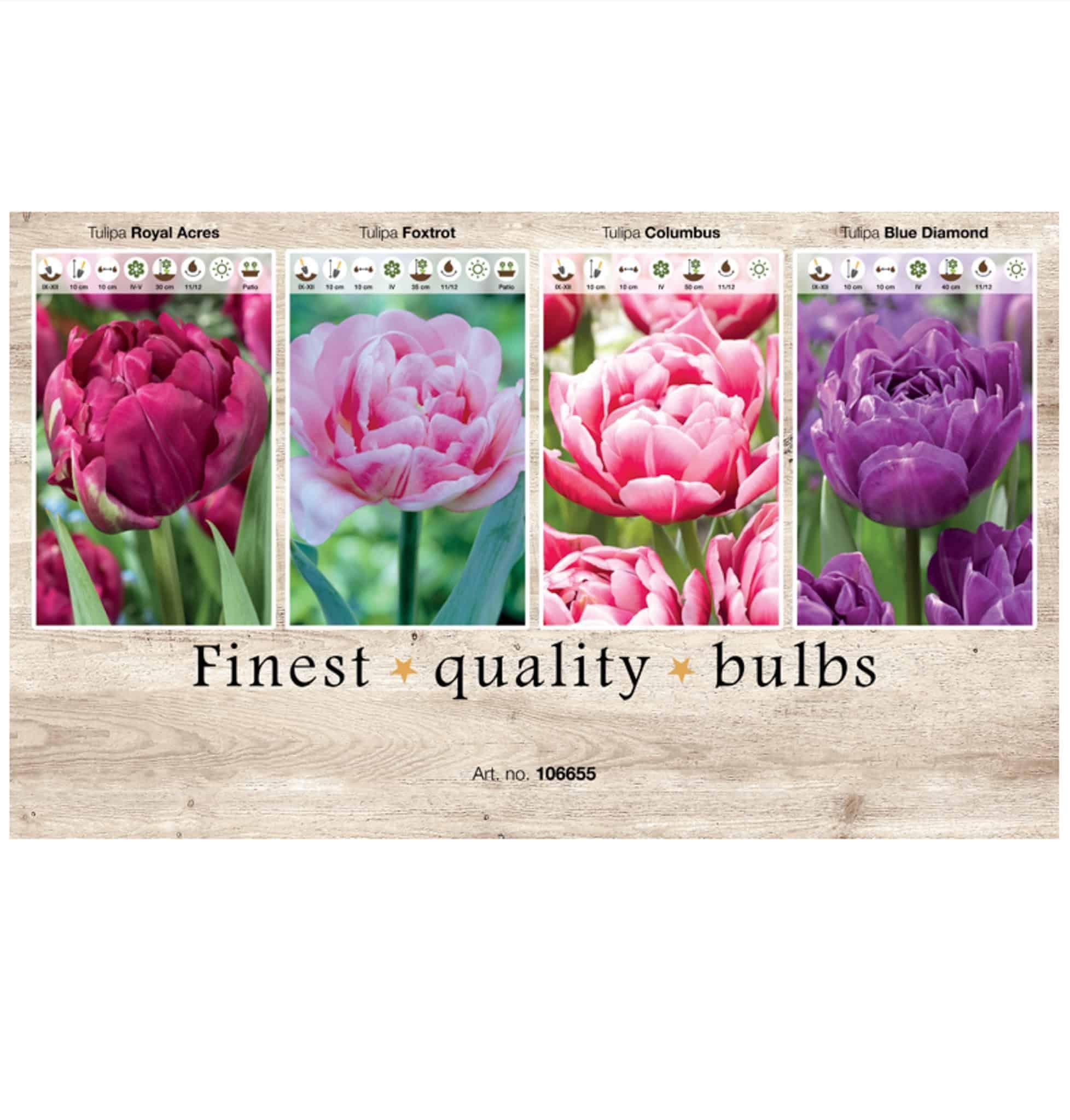 Showbox Tulipa 106655