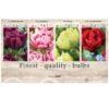 Showbox Tulipa 106656