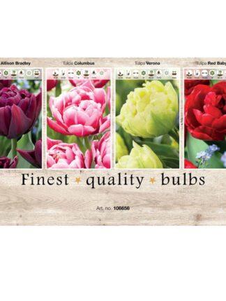 Showbox Tulipa 106656