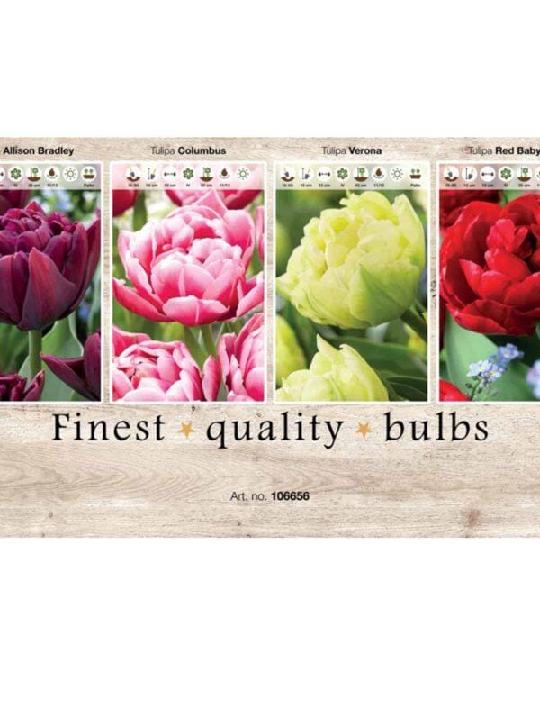 Showbox Tulipa 106656