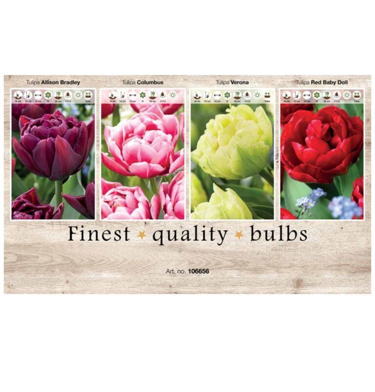 Showbox Tulipa 106656
