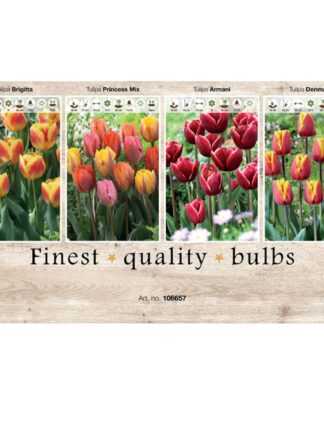 Showbox Tulipa 106657