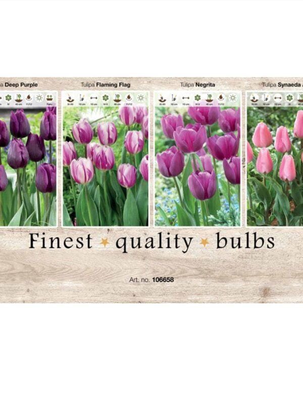 Showbox Tulipa 106658
