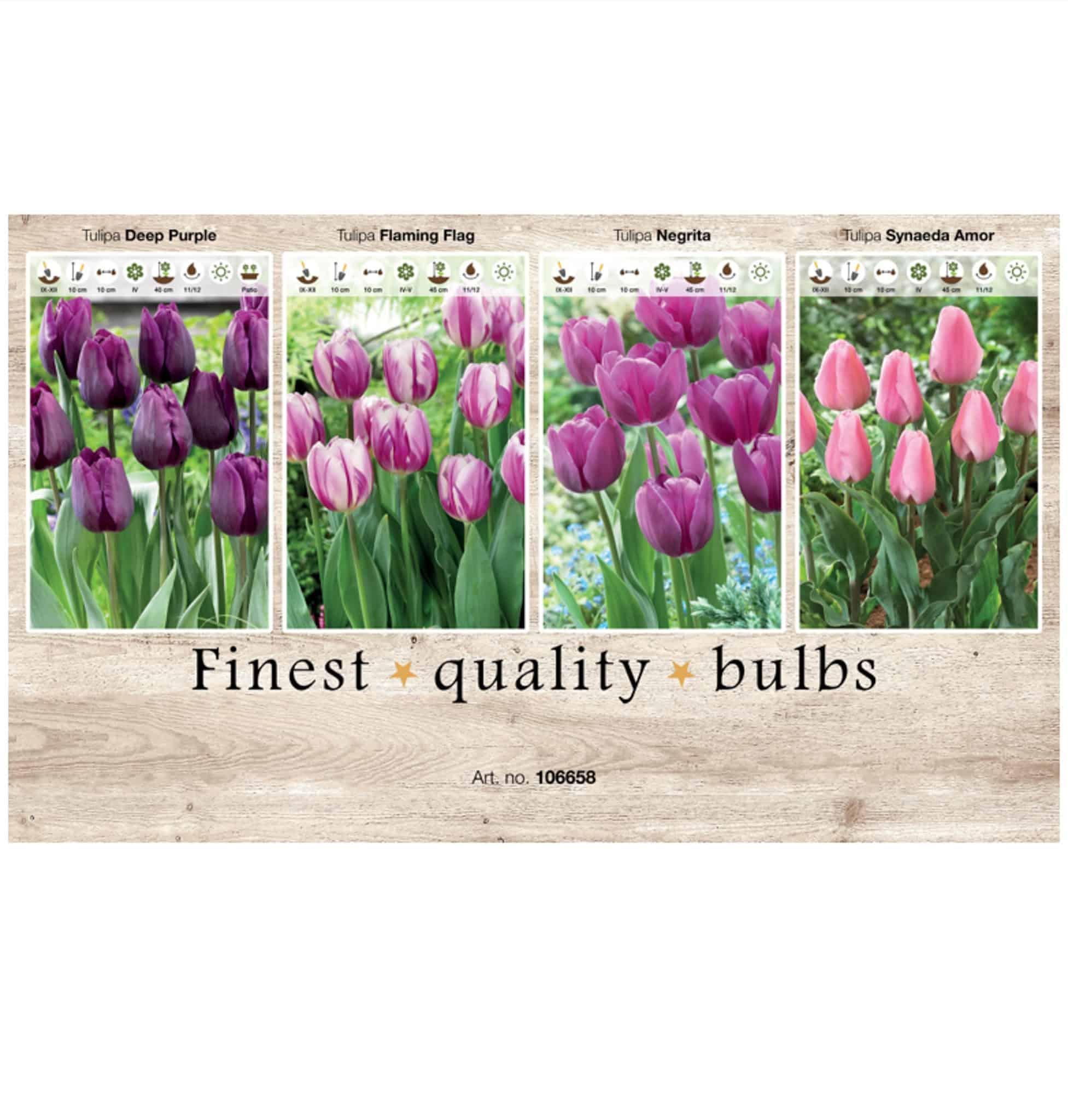 Showbox Tulipa 106658