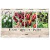 Showbox Tulipa 106659