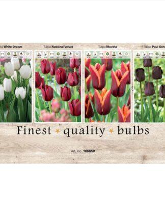 Showbox Tulipa 106659