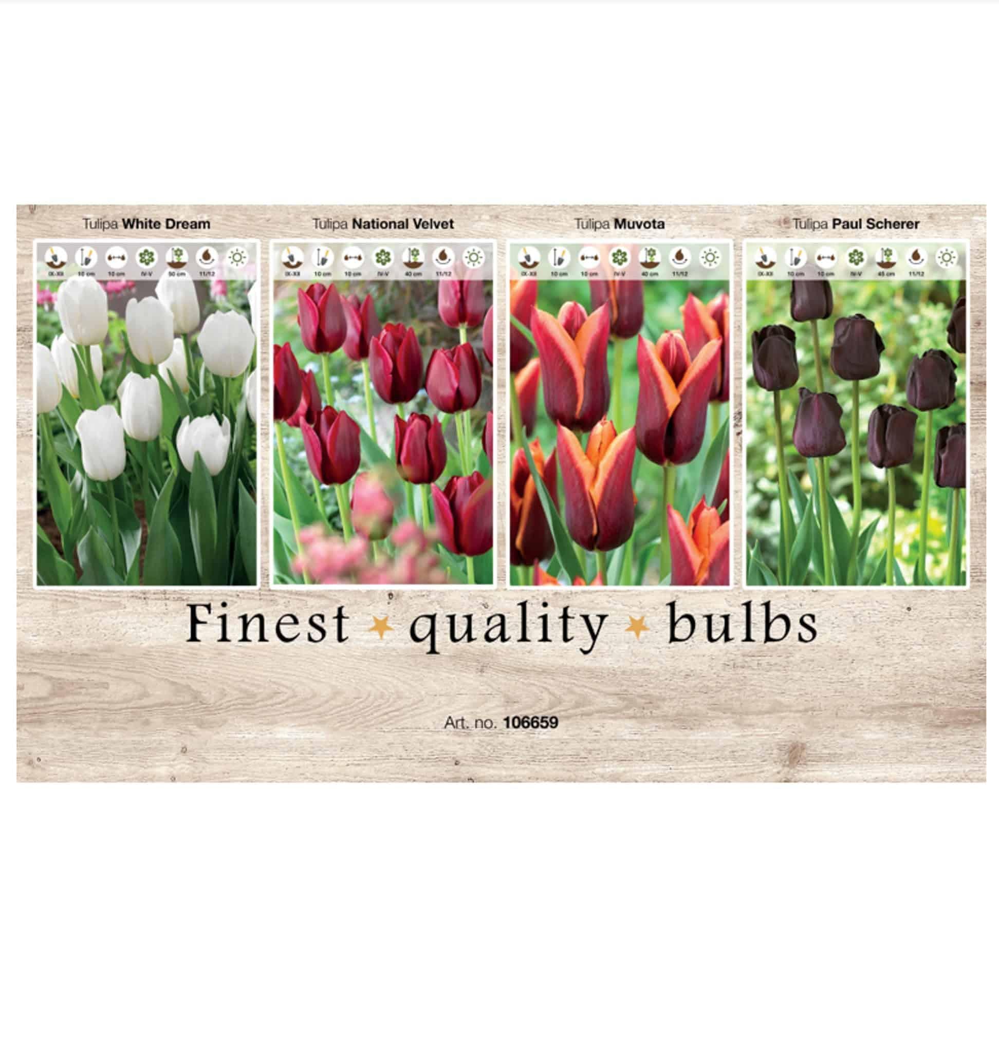 Showbox Tulipa 106659