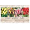 Showbox Tulipa 106661