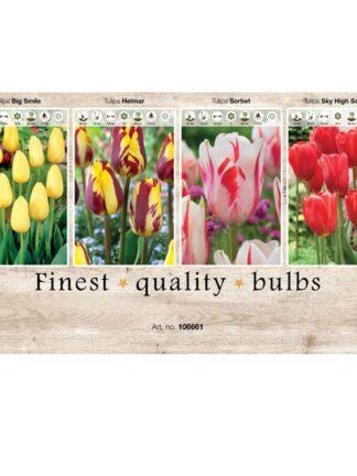 Showbox Tulipa 106661