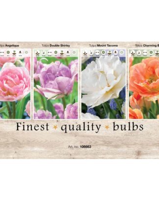 Showbox Tulipa 106663