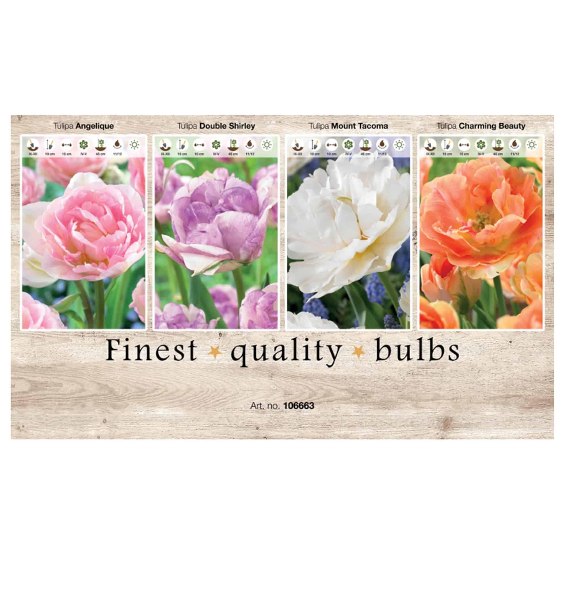Showbox Tulipa 106663