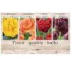 Showbox Tulipa 106664