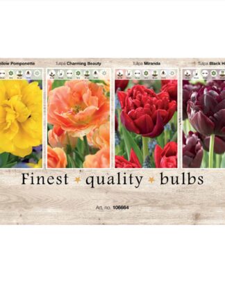 Showbox Tulipa 106664