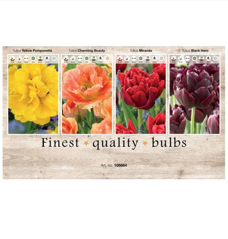 Showbox Tulipa 106664