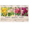Showbox Tulipa 106667