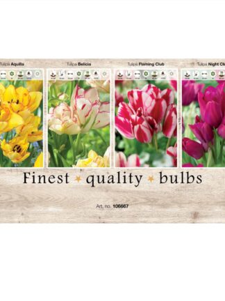 Showbox Tulipa 106667