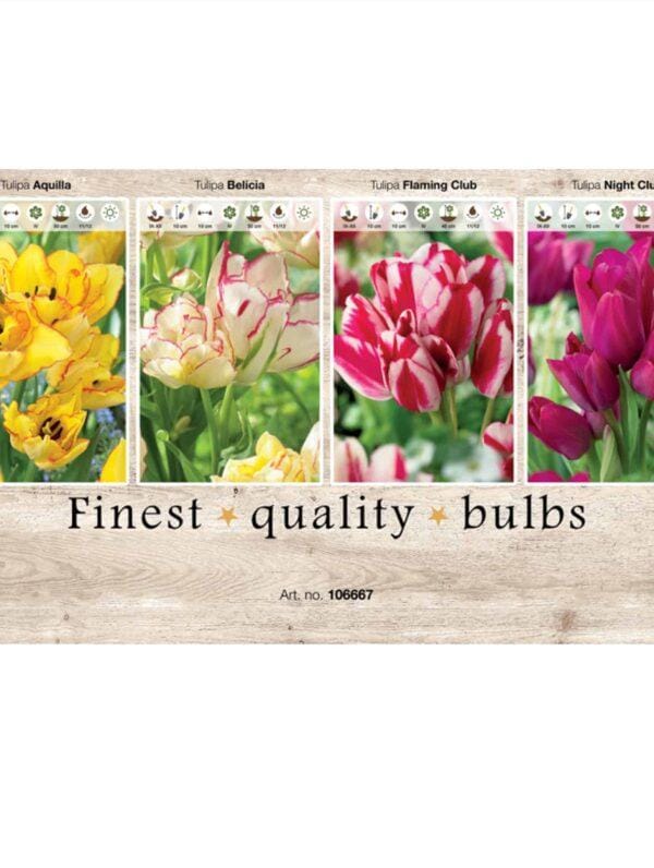 Showbox Tulipa 106667