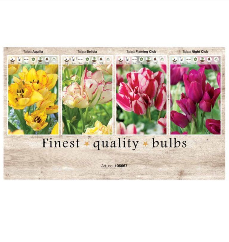 Showbox Tulipa 106667