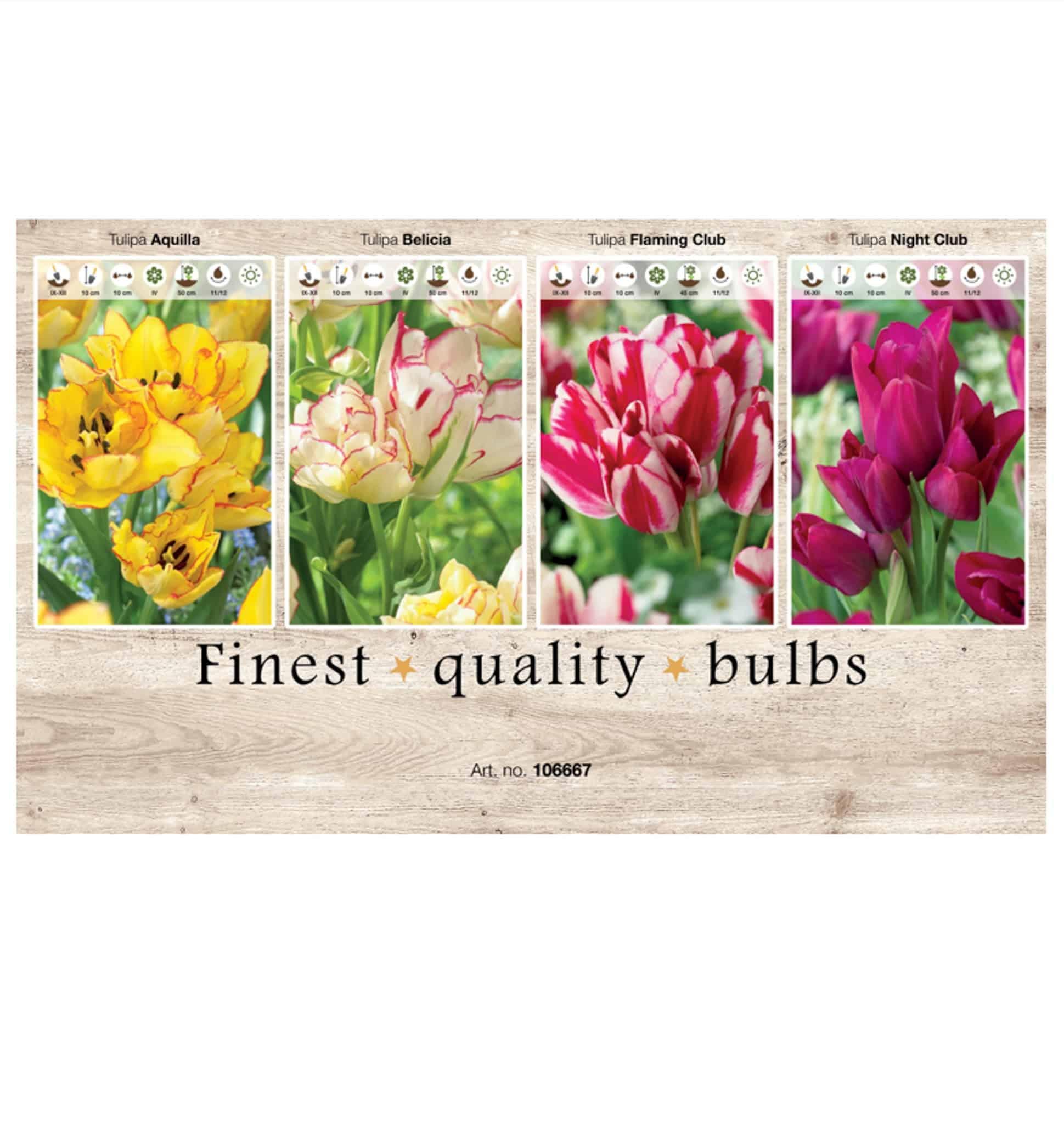 Showbox Tulipa 106667